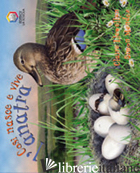 COSI' NASCE E VIVE L'ANATRA - LLEWELLYN CLAIRE