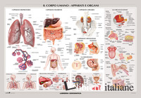 CORPO UMANO: APPARATI E ORGANI. CARTA MURALE SCIENTIFICA. EDIZ. A COLORI