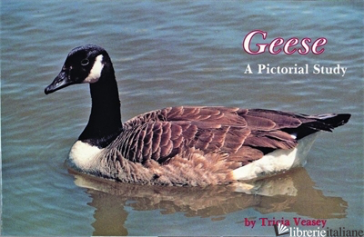 Geese - 