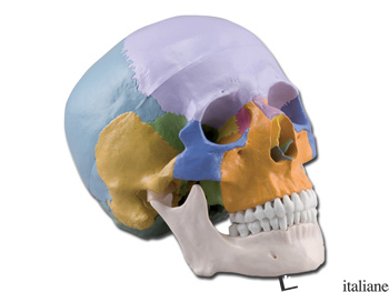 CRANIO UMANO COLORATO SCOMPONIBILE IN 3 PARTI